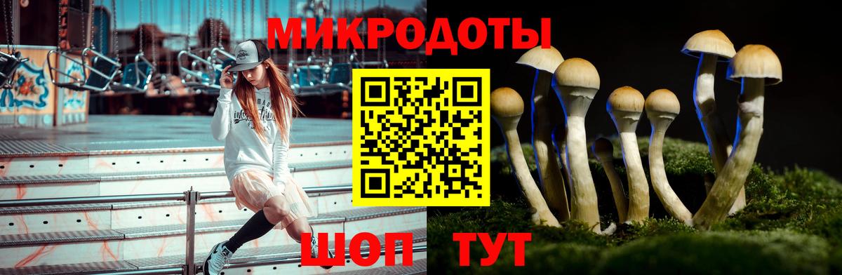 Галлюциногенные грибы Psilocybine cubensis Пятигорск